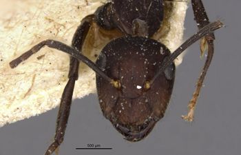 Media type: image;   Entomology 21472 Aspect: head frontal view